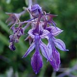 Teucrium orientale