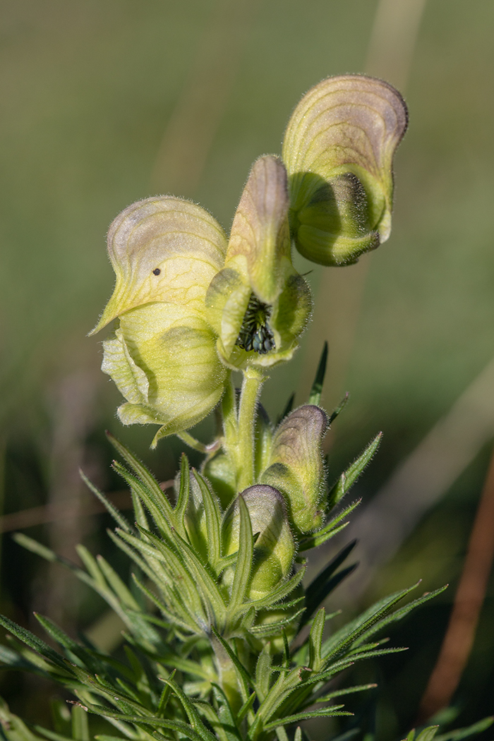 Изображение особи Aconitum confertiflorum.