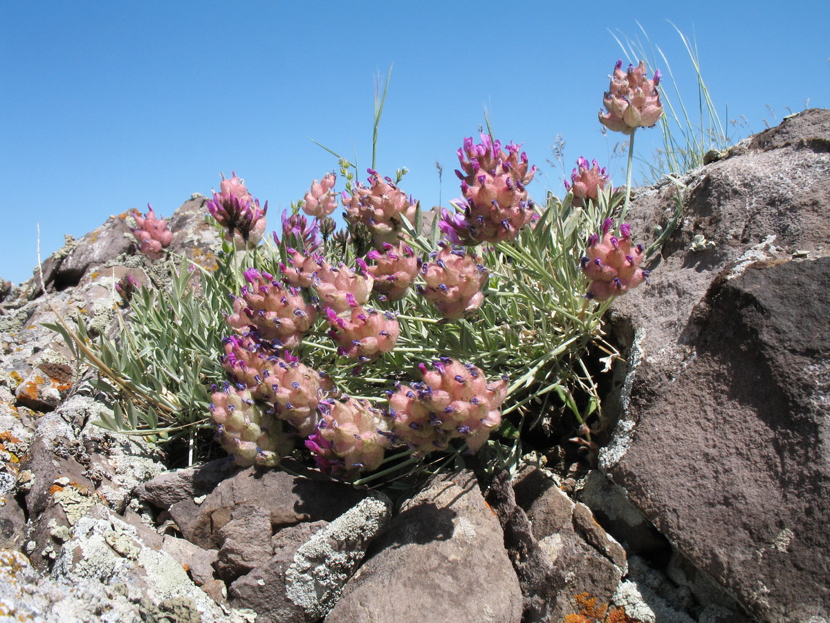 Изображение особи Astragalus schrenkianus.