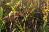 Echinochloa crus-galli