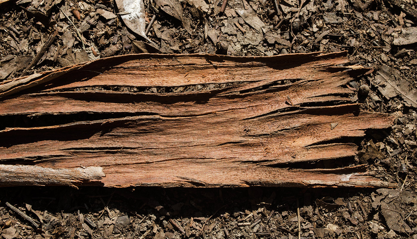 Image of genus Eucalyptus specimen.