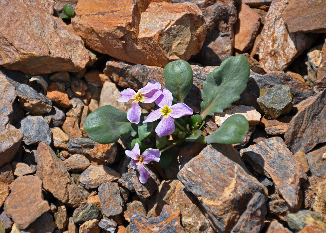 Image of Leiospora exscapa specimen.