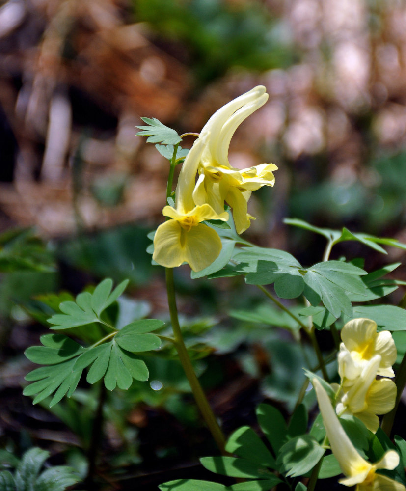 Image of Corydalis bracteata specimen.