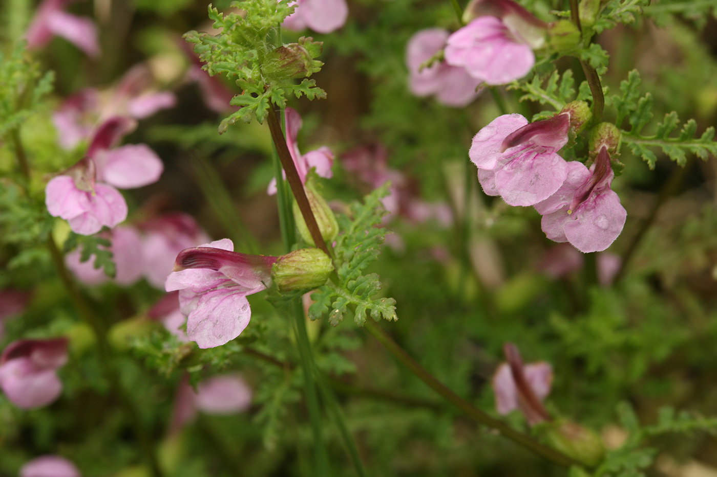 Изображение особи Pedicularis palustris.