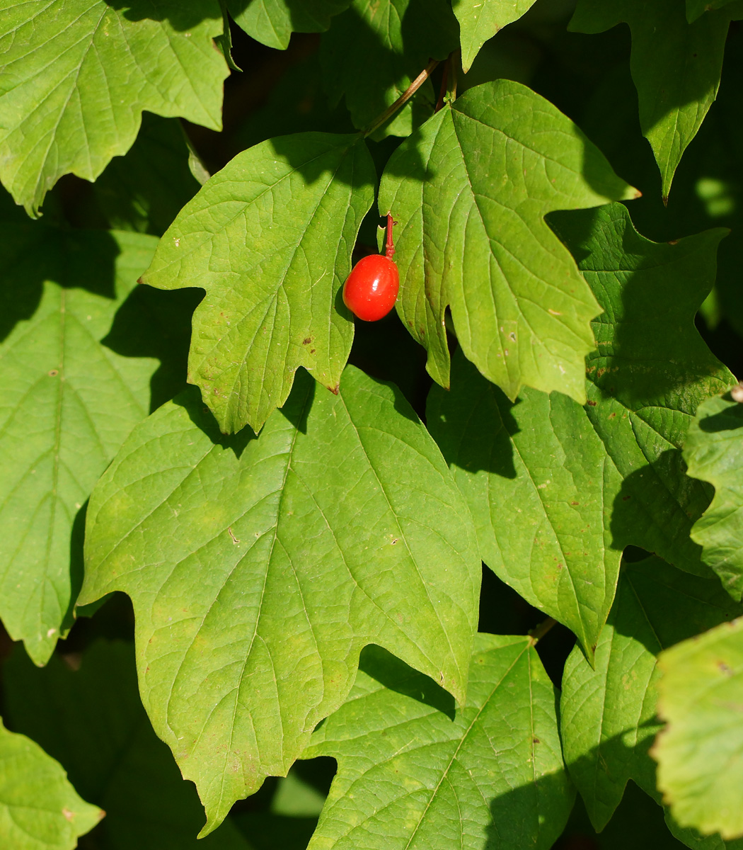 Image of Viburnum opulus specimen.