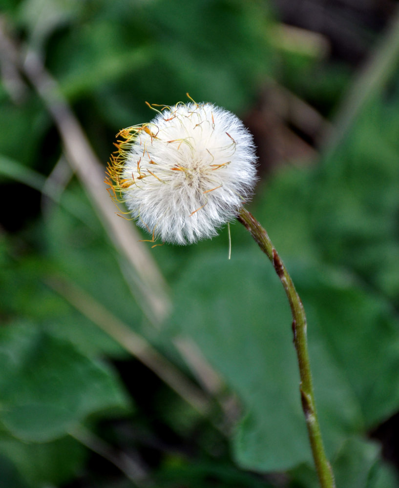 Image of Tussilago farfara specimen.