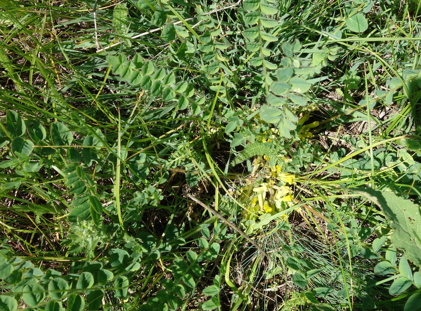 Изображение особи Astragalus schanginianus.