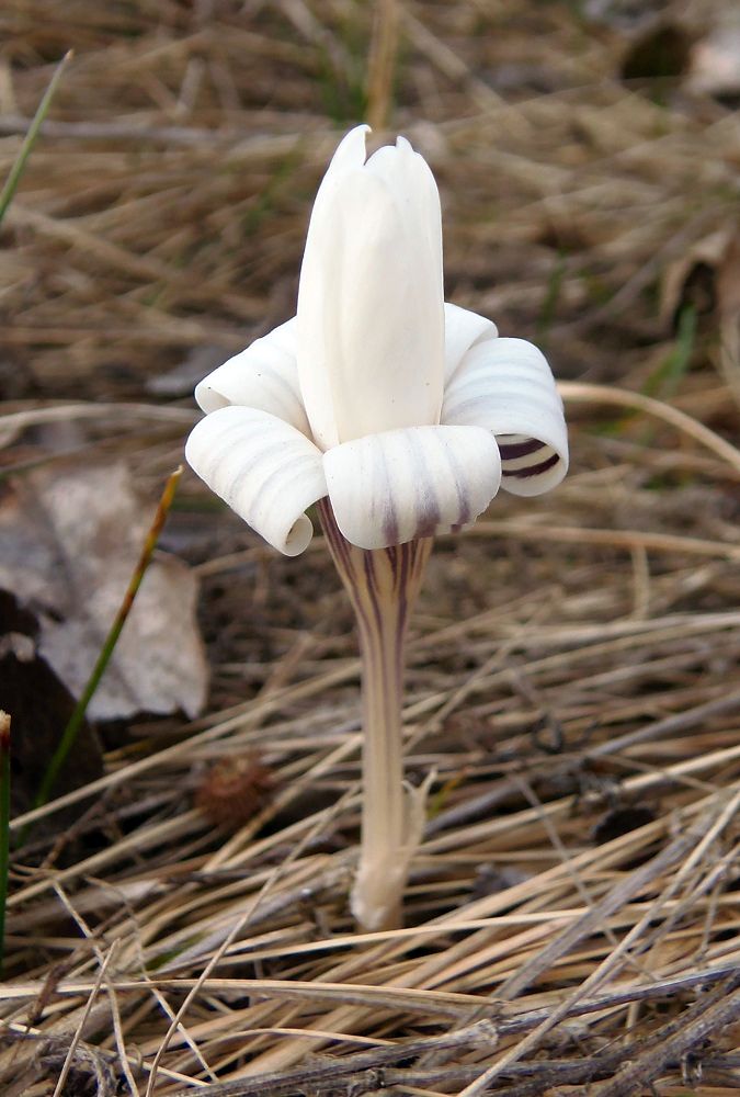 Image of Crocus reticulatus specimen.