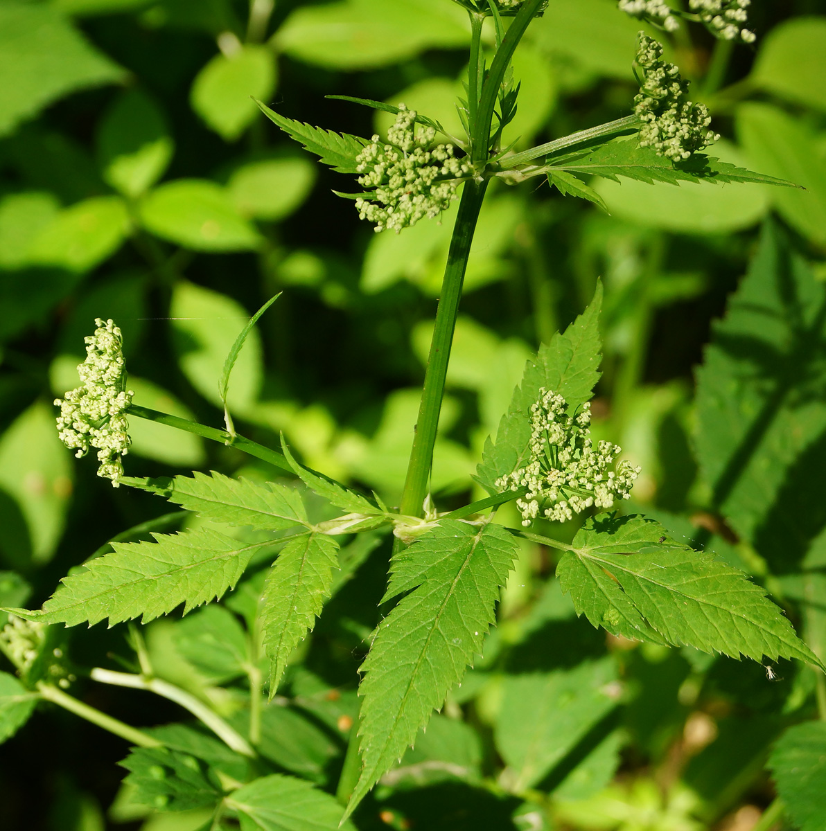 Image of Aegopodium podagraria specimen.