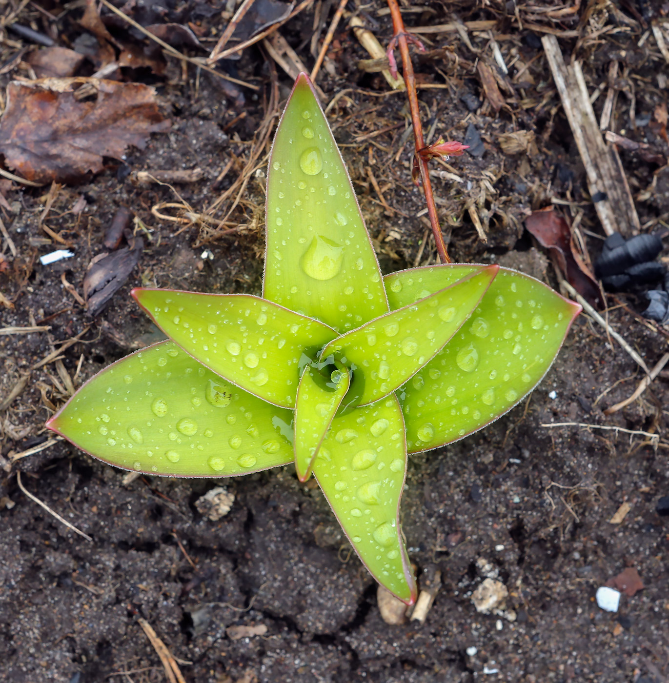 Image of genus Allium specimen.