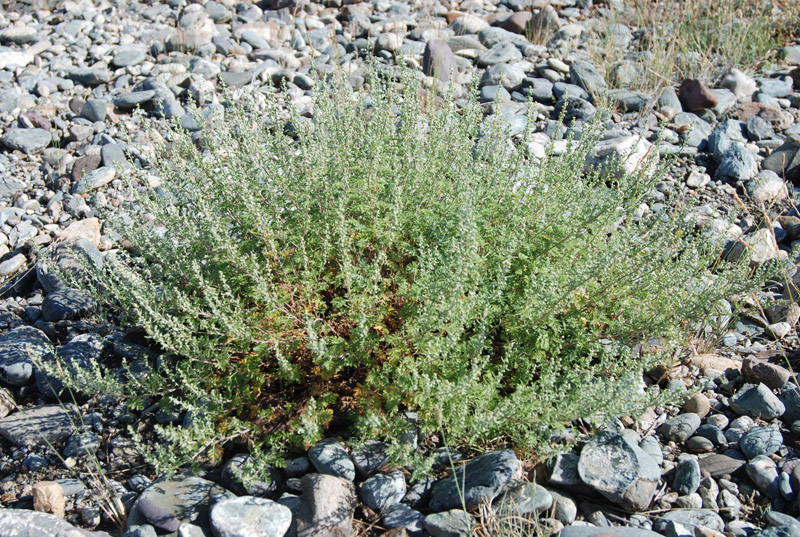 Изображение особи Artemisia stechmanniana.