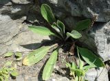 Plantago camtschatica. Плодоносящее растение. Приморский край, Артёмовский ГО, бухта Муравьиная, скальный мыс на берегу залива. 26.08.2019.