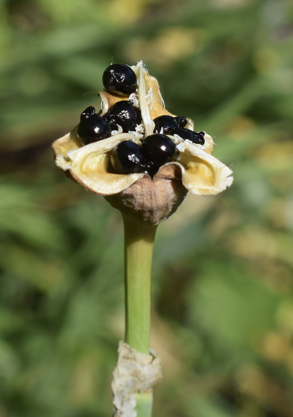 Image of Narcissus moschatus ssp. moleroi specimen.