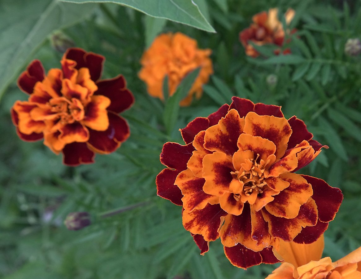 Image of Tagetes patula specimen.