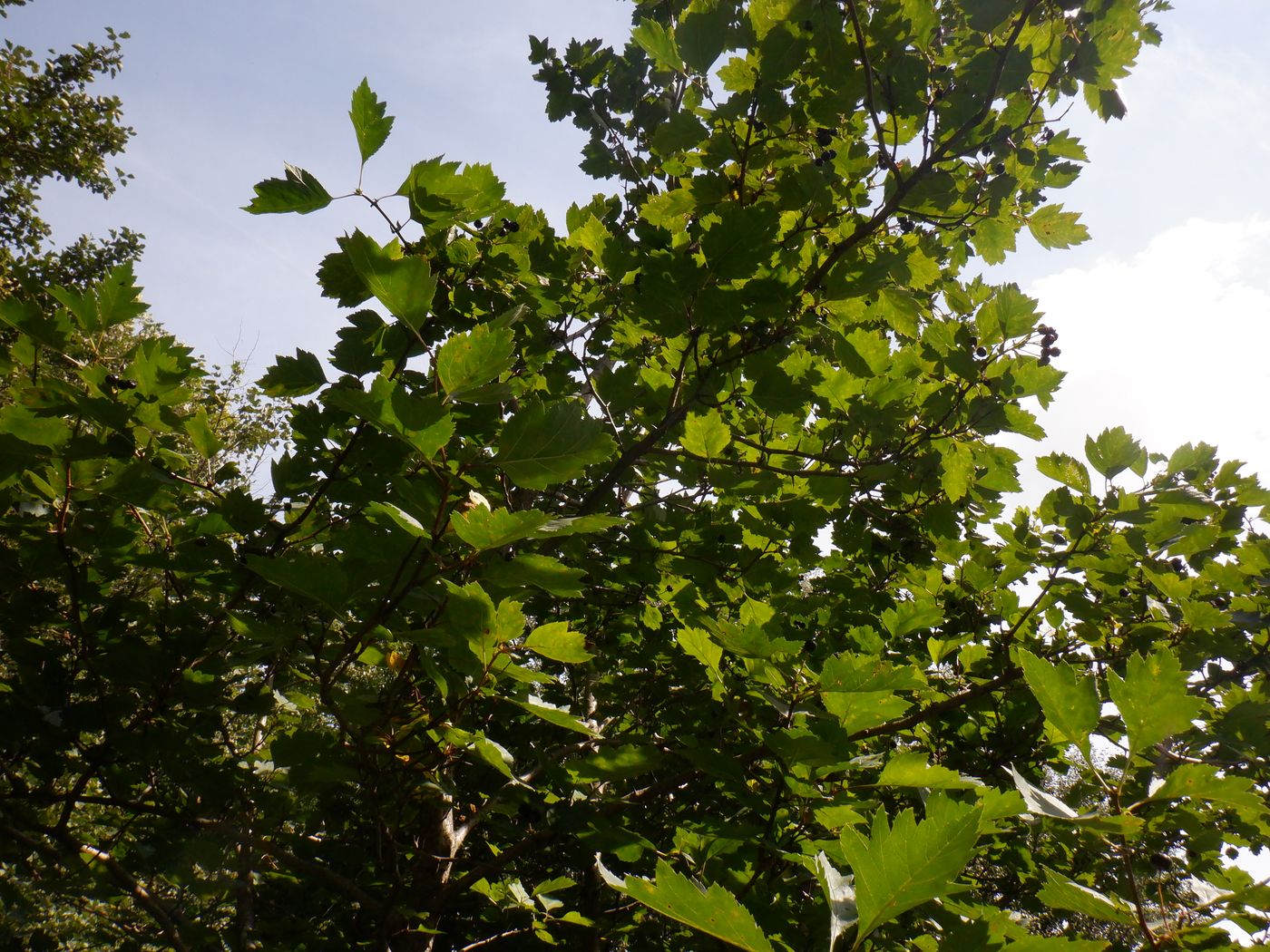 Image of genus Crataegus specimen.