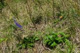 Veronica spicata подвид bashkiriensis. Цветущее растение. Башкортостан, Гафурийский р-н, окр. дер. Толпарово, долина р. Зилим, нижняя часть травянистого склона скального массива Кузганак. 1 сентября 2020 г.