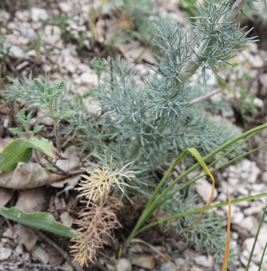 Image of Seseli dichotomum specimen.