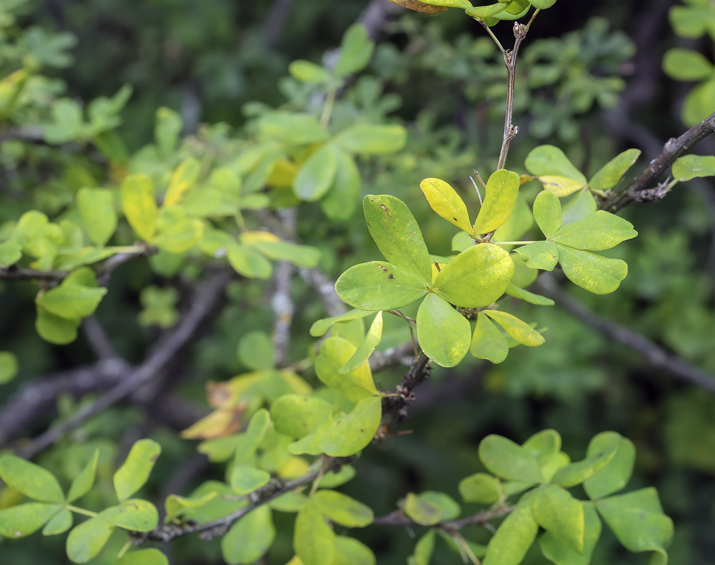 Image of Caragana frutex specimen.