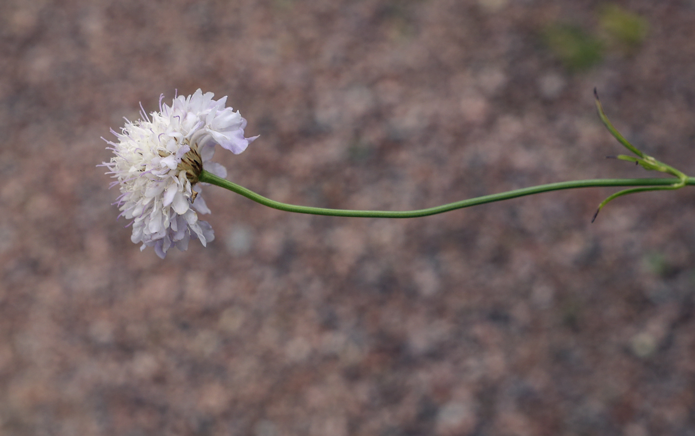 Image of Cephalaria transsylvanica specimen.