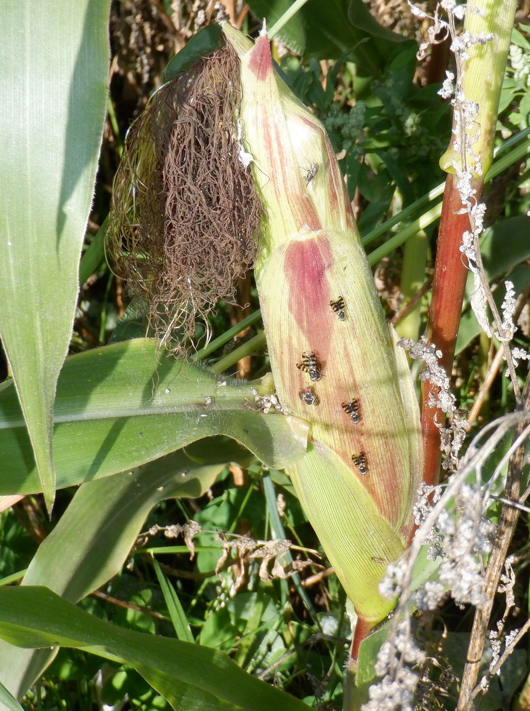 Image of Zea mays specimen.