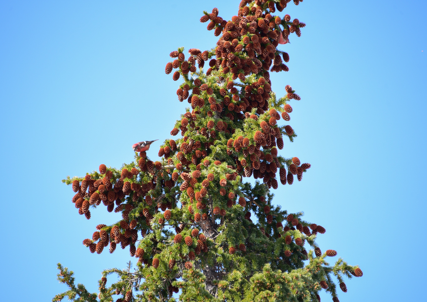 Image of Picea obovata specimen.