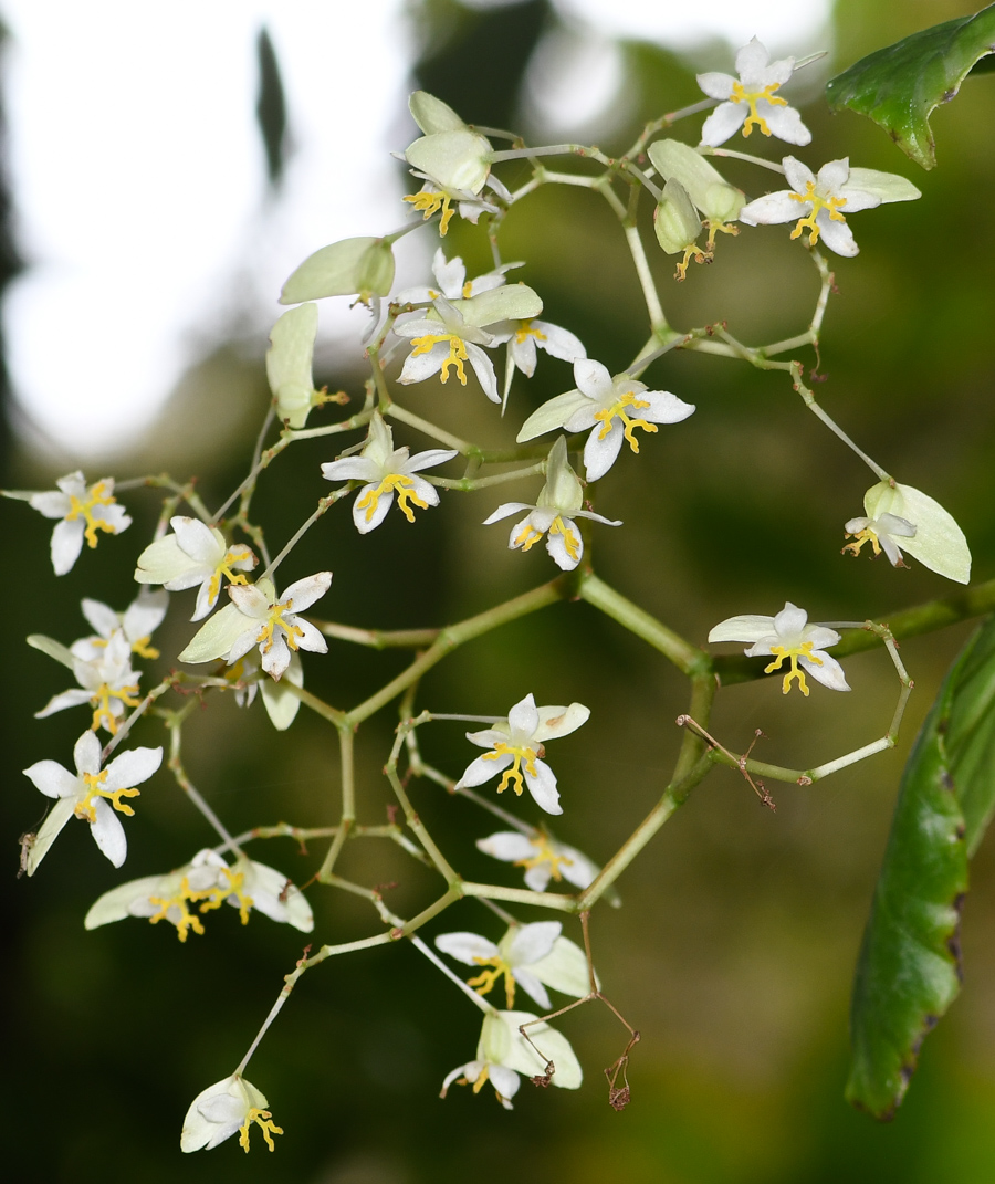 Изображение особи Begonia glabra.