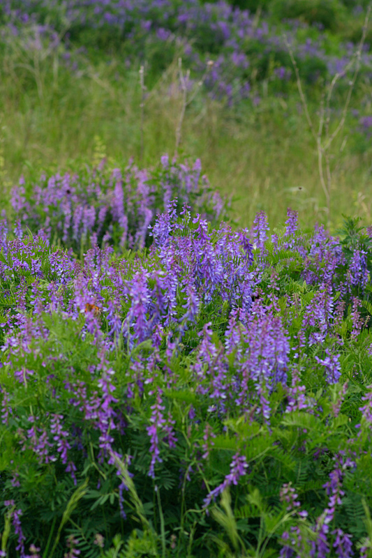 Изображение особи Vicia cracca.