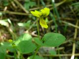 Viola biflora