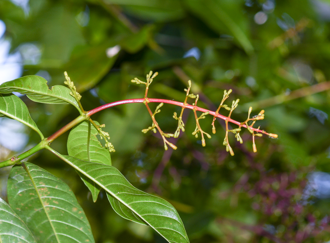 Image of Palicourea macrobotrys specimen.