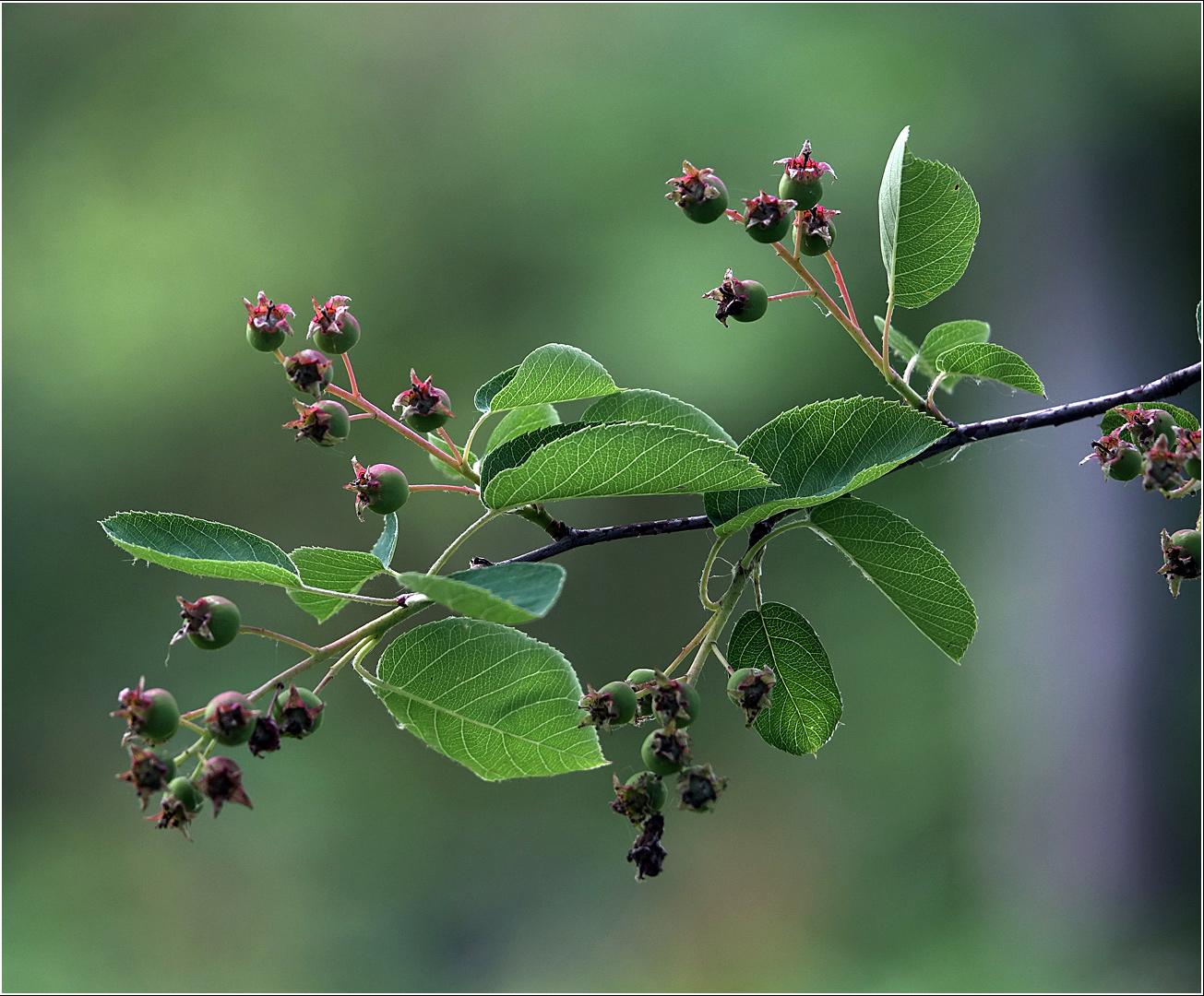 Изображение особи Amelanchier spicata.