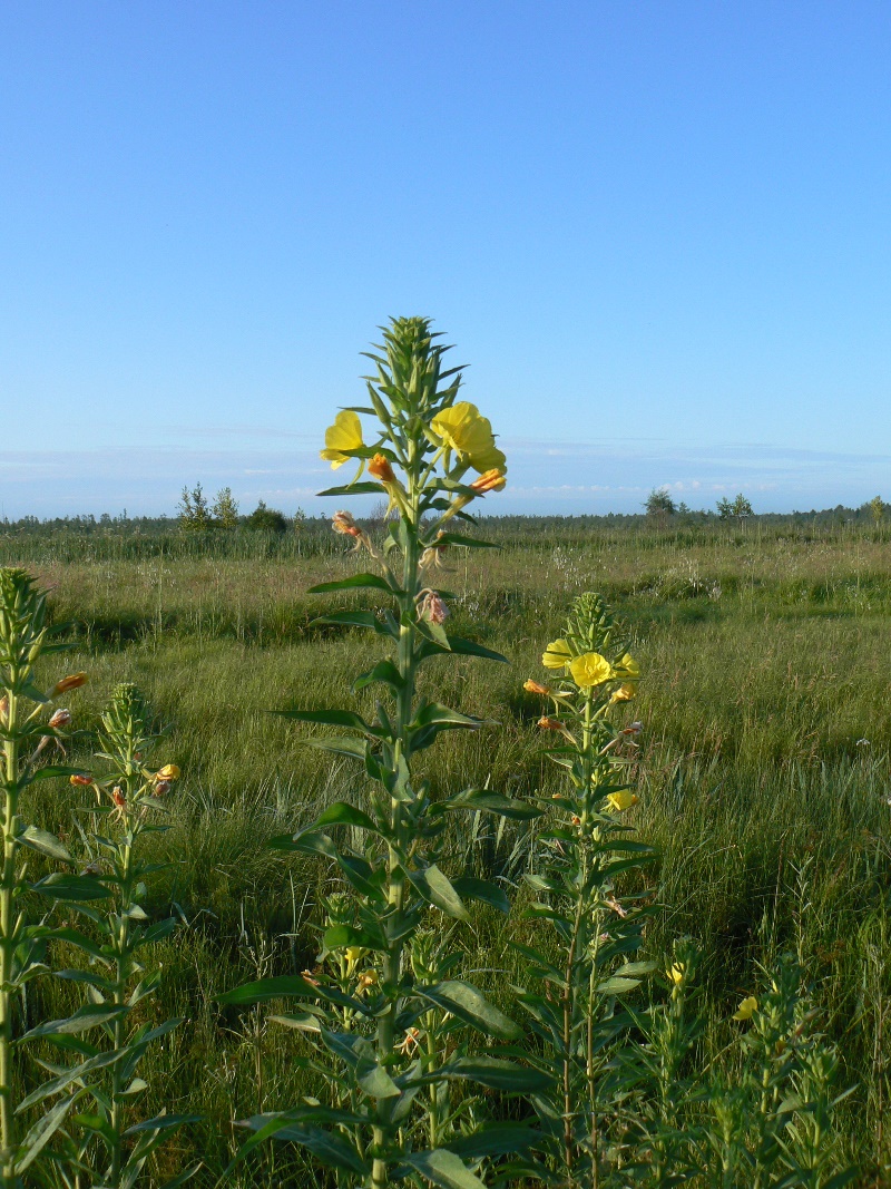 Image of Oenothera villosa specimen.