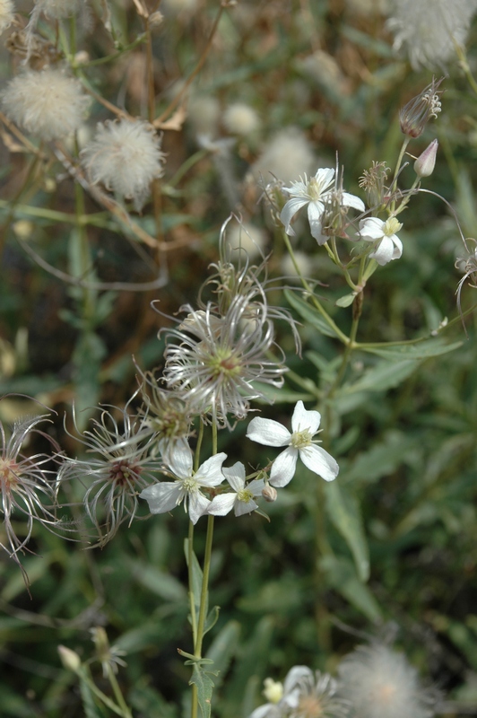 Image of Clematis songorica specimen.