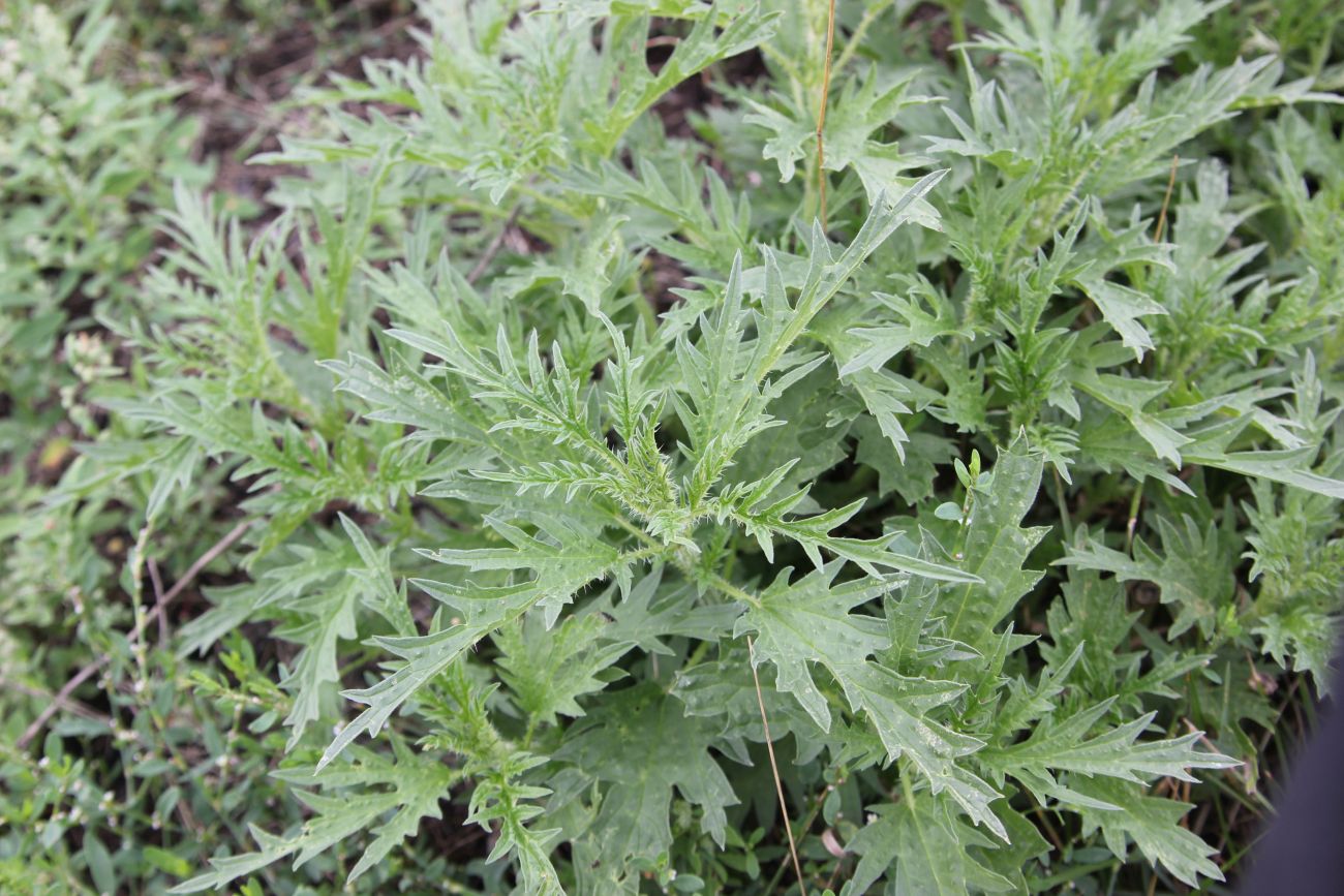 Image of Urtica cannabina specimen.