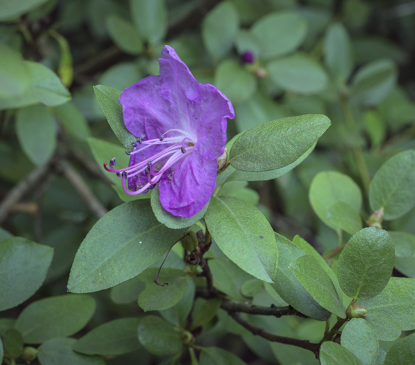 Изображение особи Rhododendron dauricum.