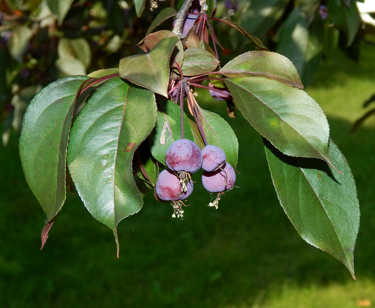 Изображение особи род Malus.