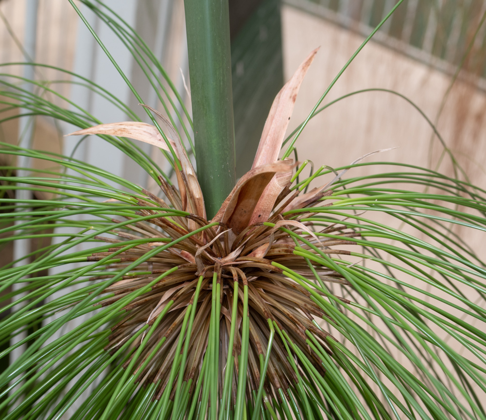 Image of Cyperus papyrus specimen.