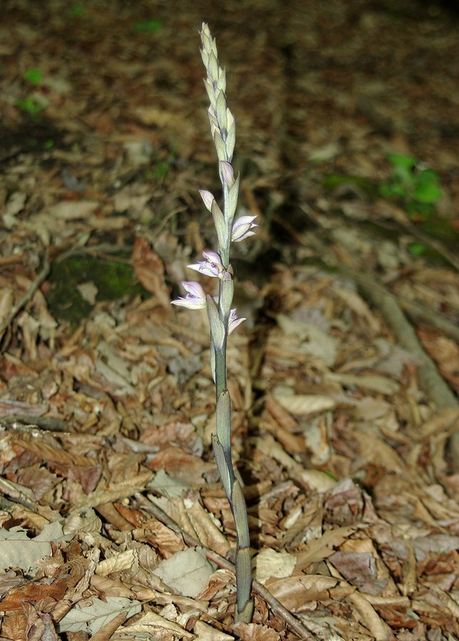 Image of Limodorum abortivum specimen.