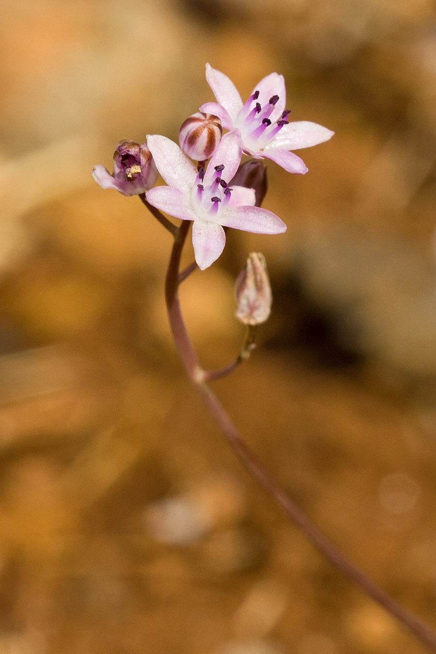 Image of Prospero minimum specimen.