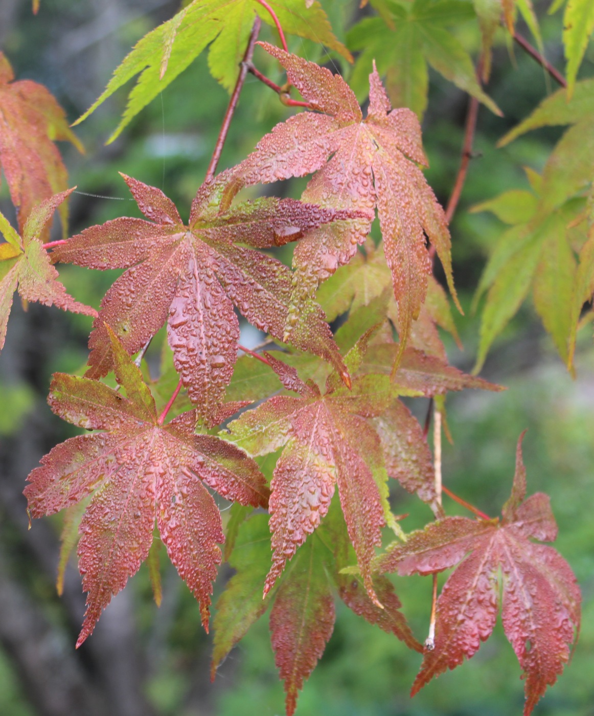 Изображение особи Acer palmatum.