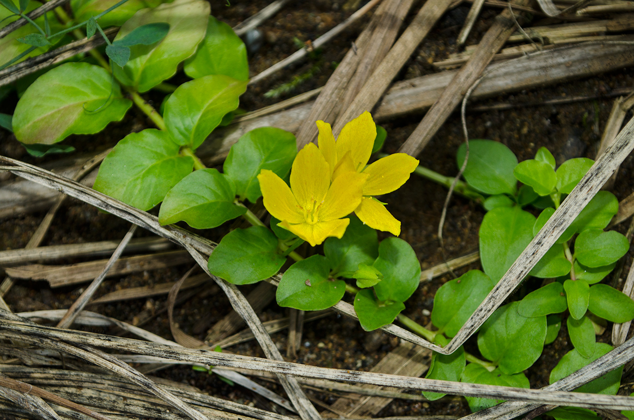 Image of Lysimachia nummularia specimen.