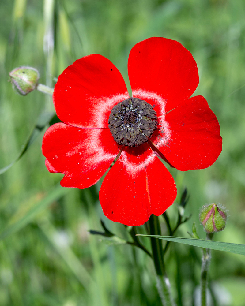 Изображение особи Ranunculus asiaticus.