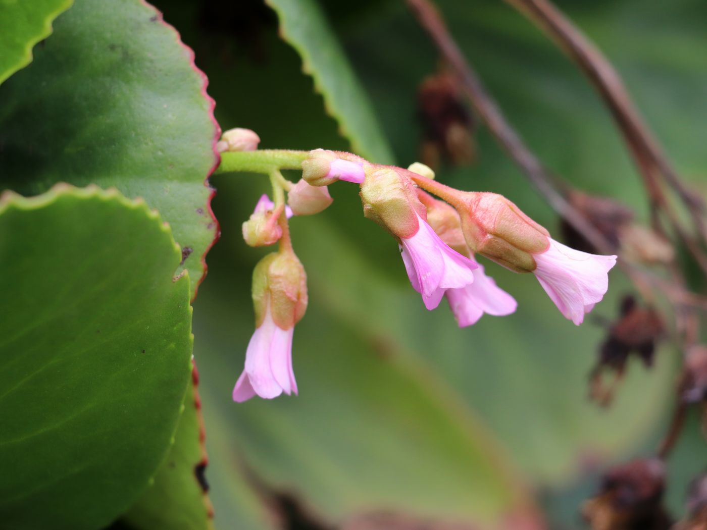 Image of Bergenia ugamica specimen.