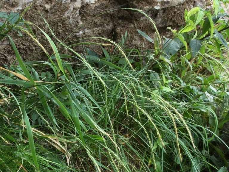 Image of Elymus caninus specimen.