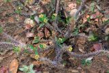 genus Euphorbia. Цветущее растение. Мадагаскар, провинция Туамасина, регион Алаотра-Мангоро, национальный парк \"Андасибе-Мантадия\". 14.10.2016.