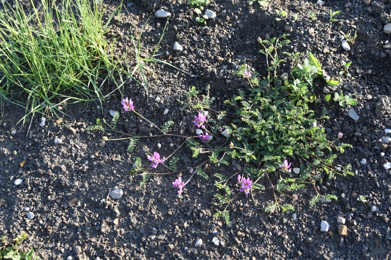 Image of genus Astragalus specimen.