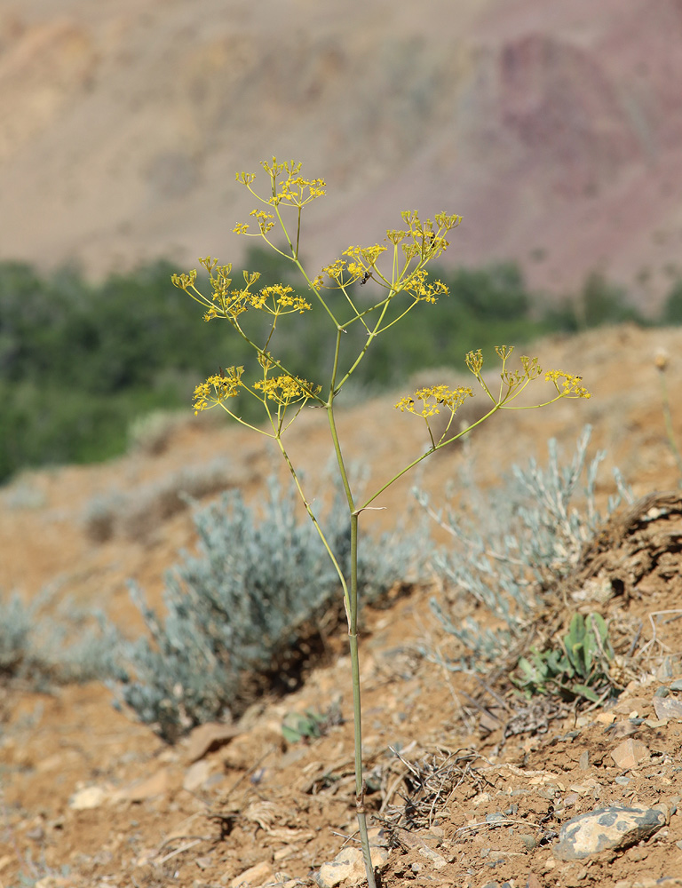 Изображение особи Ferula caspica.