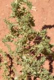 Salsola praecox. Часть плодоносящего растения. Узбекистан, Ферганская обл., горы Кампиркок, пестроцветы. 16.06.2022.