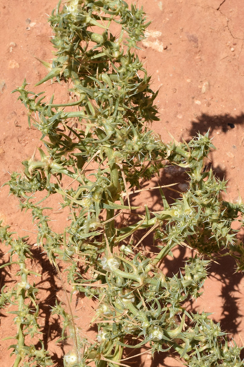 Image of Salsola praecox specimen.