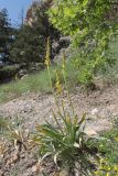 Eremurus jungei. Цветущие растения. Крым, окр. Балаклавы, плато Инжир, каменистый склон. 17.05.2023.
