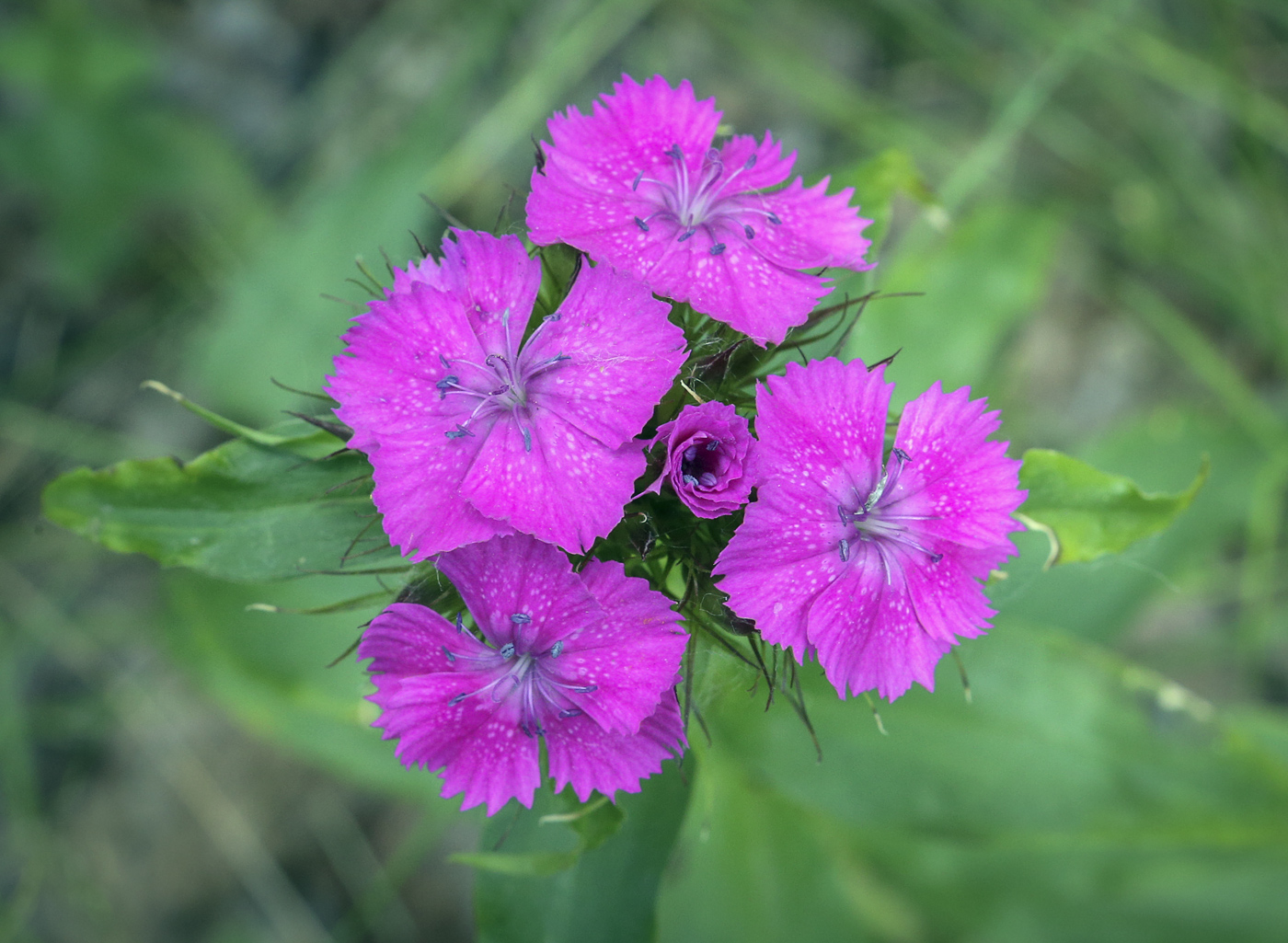 Image of Dianthus barbatus specimen.